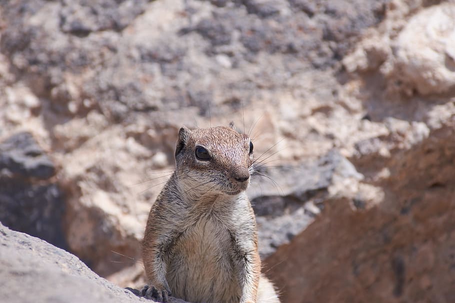 gophers, sweet, nager, rodent, close, cute, furry, animal world, chip munks, wild animal