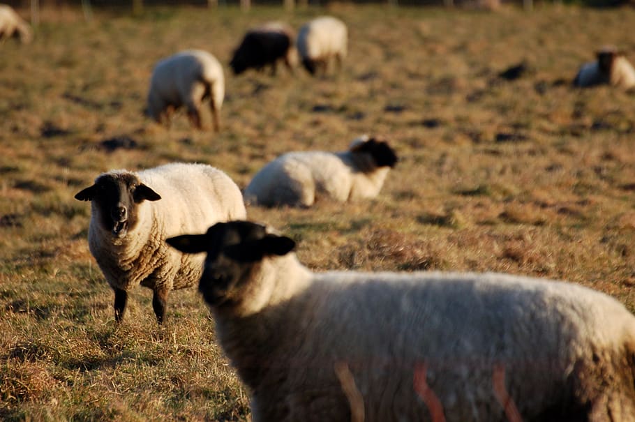sheep, mammals, farm animals, farm, no one, at the court of, animals, wool, herd, nature