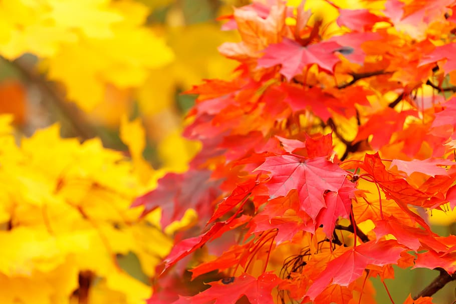 seletivo, fotografia de foco, vermelho, árvore de flor, foco seletivo, fotografia, flor, árvore, abstrato, outono