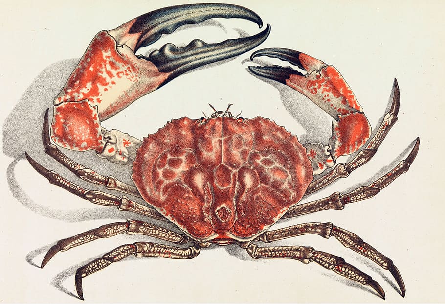 -, Tasmanian giant crab, Pseudocarcinus gigas, animal, crab, crustacean, illustration, public domain, seafood, claw