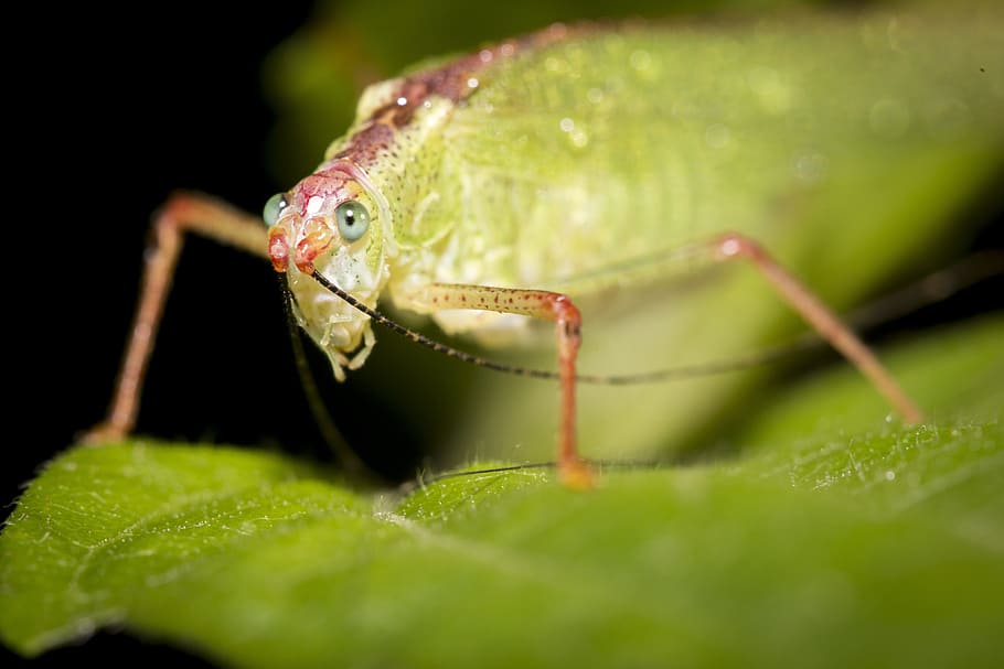 昆虫 ベトナム 自然 緑 クローズアップ 素敵な写真 野生 動物 生き物 アジア Pxfuel