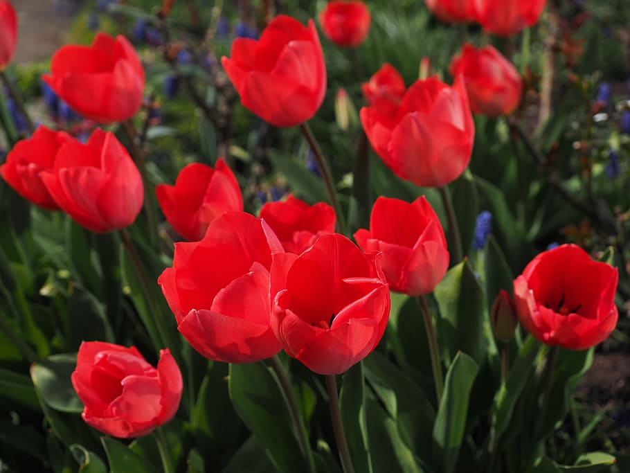 tulips, red, flowers, spring, close, colorful, color, tulipa, lily, liliaceae
