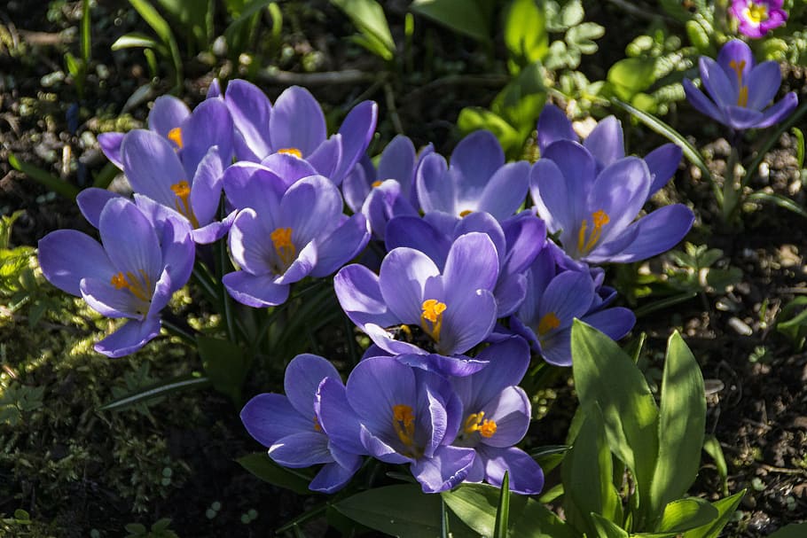 spring, crocus, flower, purple, nature, blossom, bloom, garden, spring crocus, spring flower