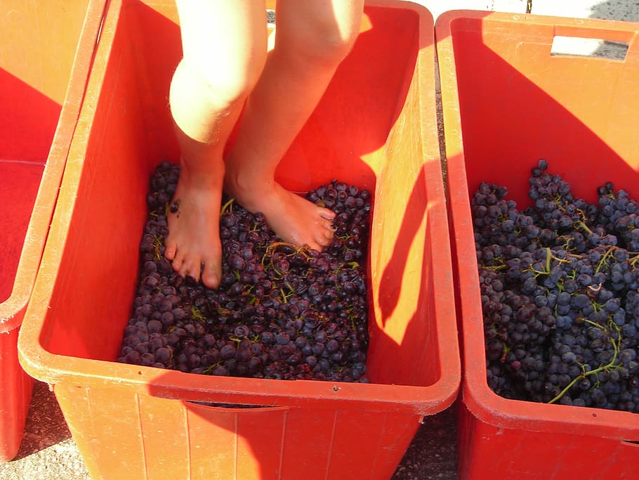 grape harvest, feet, verona, grape, stomping, stampers, human body part, one person, body part, real people