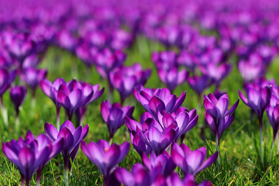 crocuses, purple, bloom, flowers, plant, garden, spring, flora, petals, england