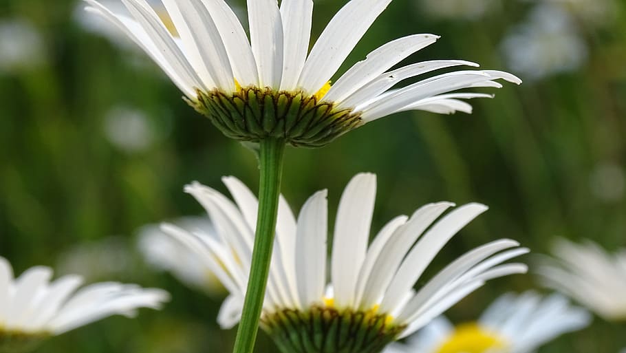 margriet, flower, yellow heart, flowers, nature, white, spring, white daisy, white flowers, summer