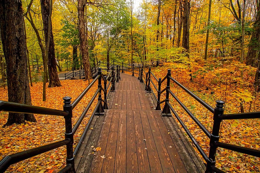 갈색, 계단, 검은, 금속 난간, 캐나다, 가을, 그림 물감, 화려한, 숲, 나무