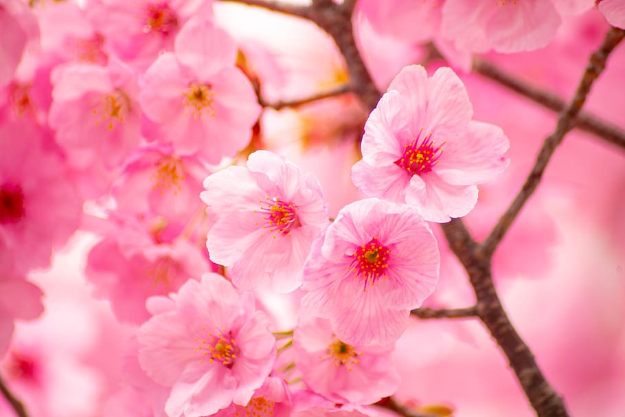 flores de cerejeira, flores, primavera, sakura, flor, planta de florescência, planta, cor rosa, beleza na natureza, frescura