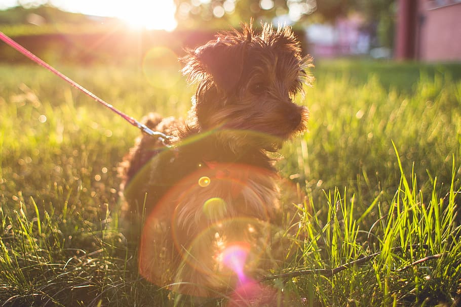 Poco, Yorkshire Terrier, hierba, animales, perros, mascotas, cachorro, rayos de sol, puesta de sol, yorkshire