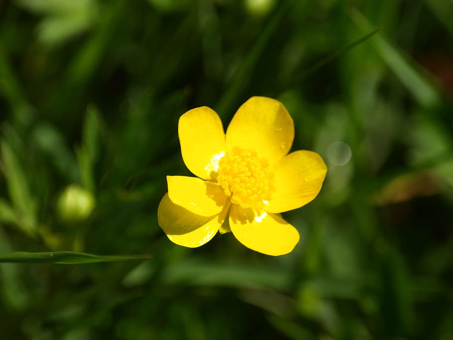 Buttercup, Yellow, Blossom, Bloom, pointed flower, wild flower, plant, weed, flower, nature