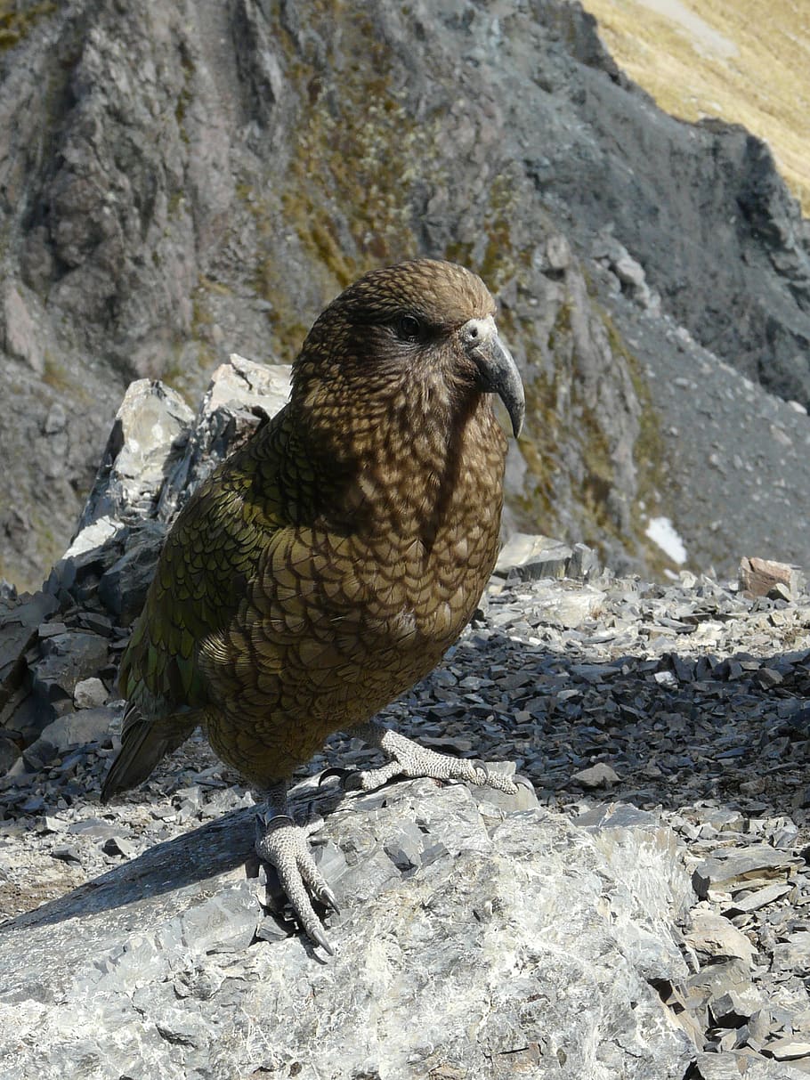 papagaio de kea, nova zelândia, viagens, montanhas, verão, pico de avalanche, verde, natureza, temas animais, um animal