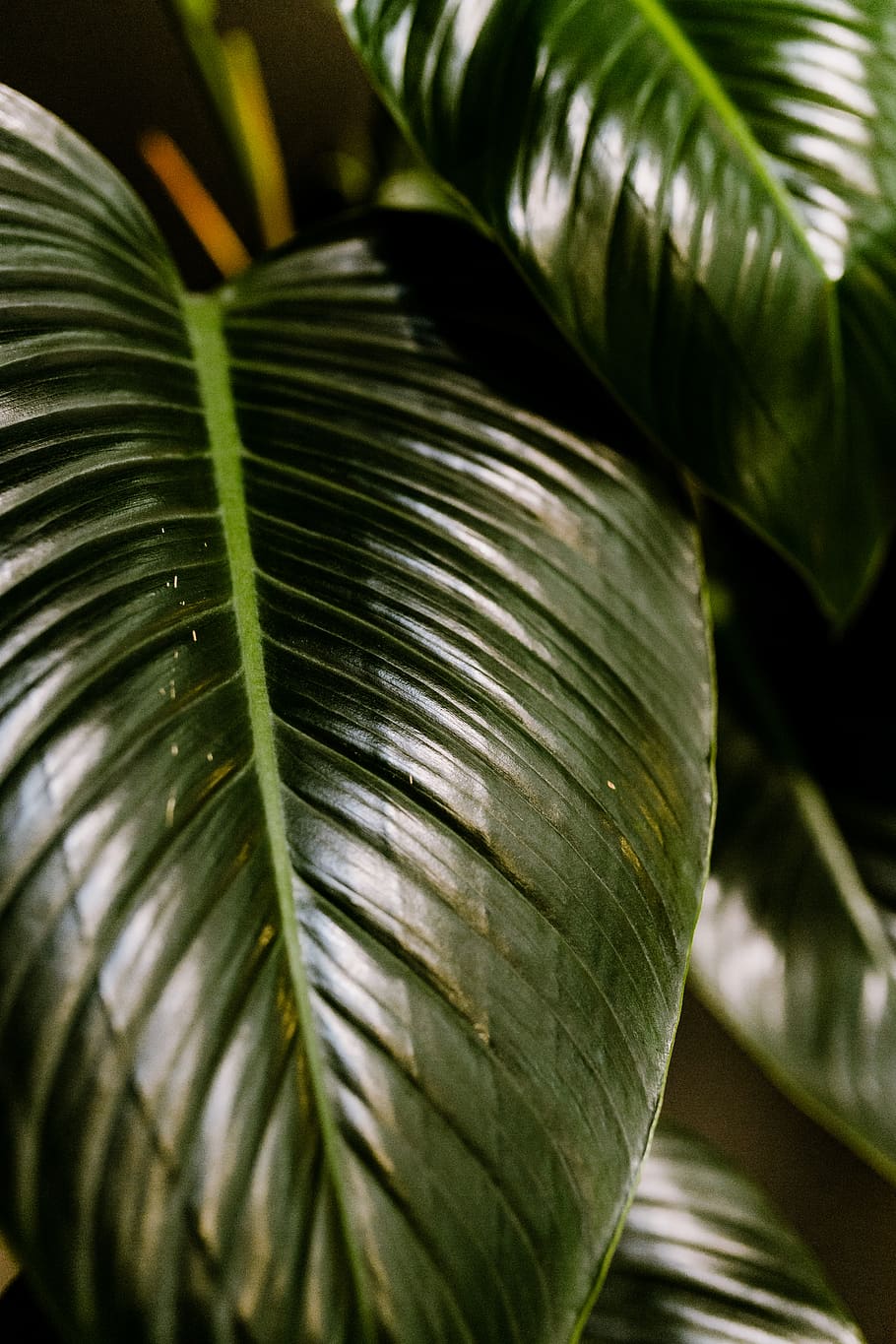 hojas, planta de interior, planta, filodendro, Congo, verde, Hoja, parte de la planta, crecimiento, primer plano
