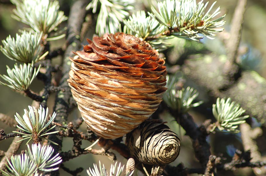 cedar of the himalayas, cedrus deodara, evergreen conifer, plants, pine cones, cone, plant, pine cone, growth, beauty in nature