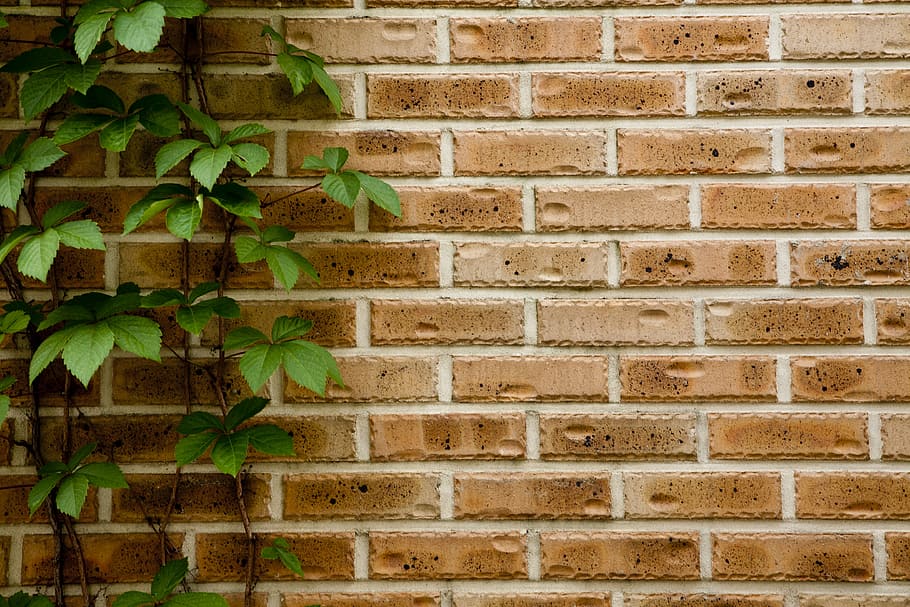 wood, nature, plants, the leaves, tabitha, landscape, flower gardens, wall - building feature, brick wall, wall