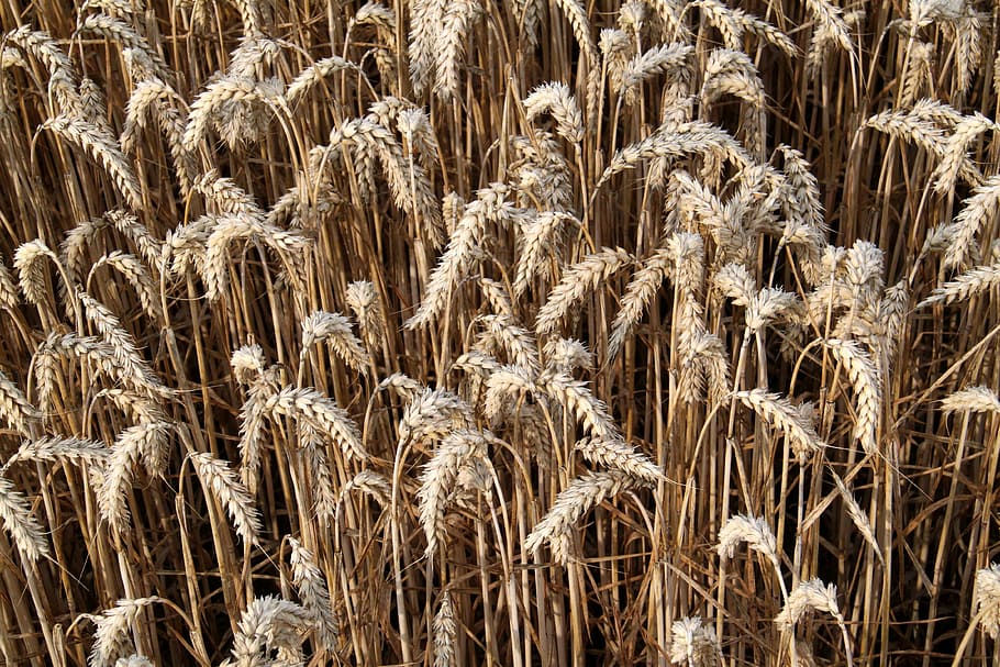 wheat, plants, crop, grain, nature, outside, close-up, macro, farm, rural