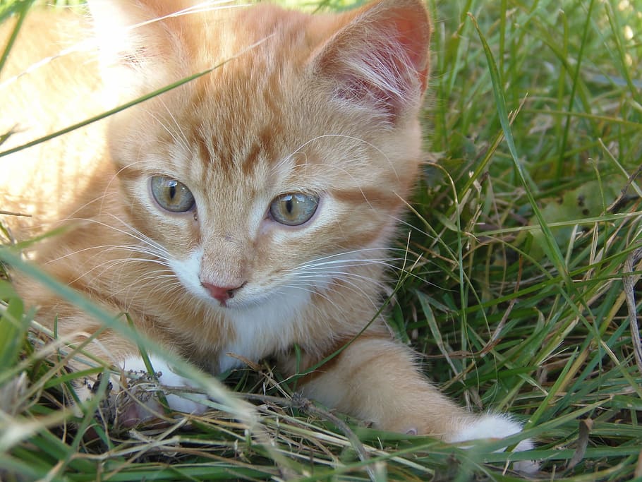 Смешанные кошки. Котик с голубыми глазами картинки.