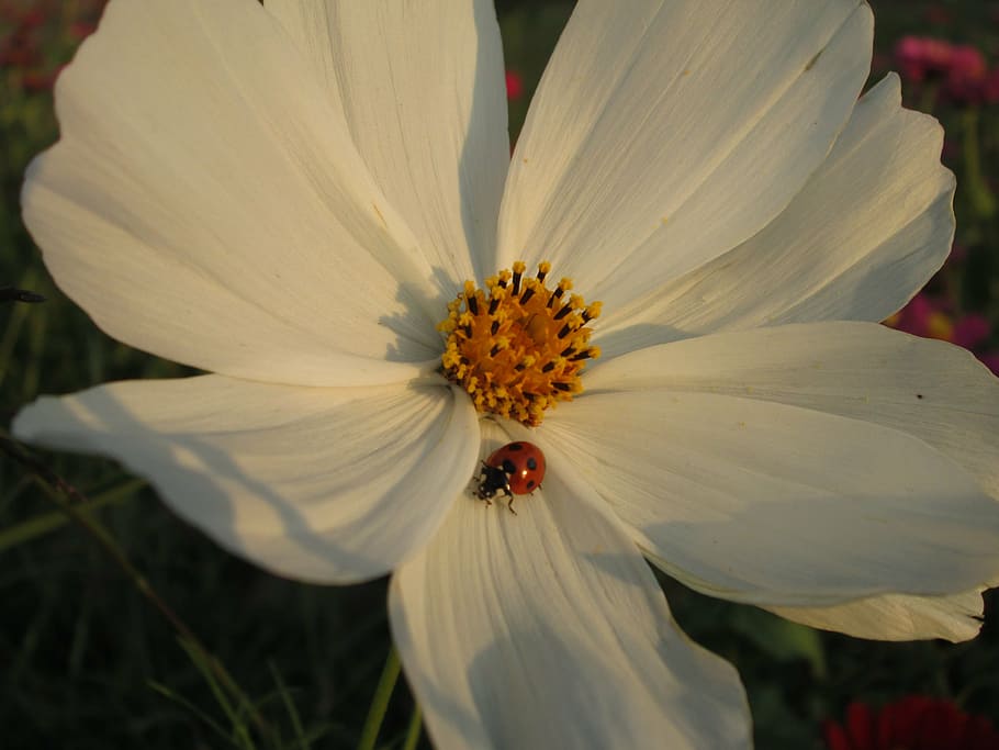 chrysanthemum, white, plant, flower, flowers, quentin chong, coccinellidae, flowering plant, fragility, vulnerability