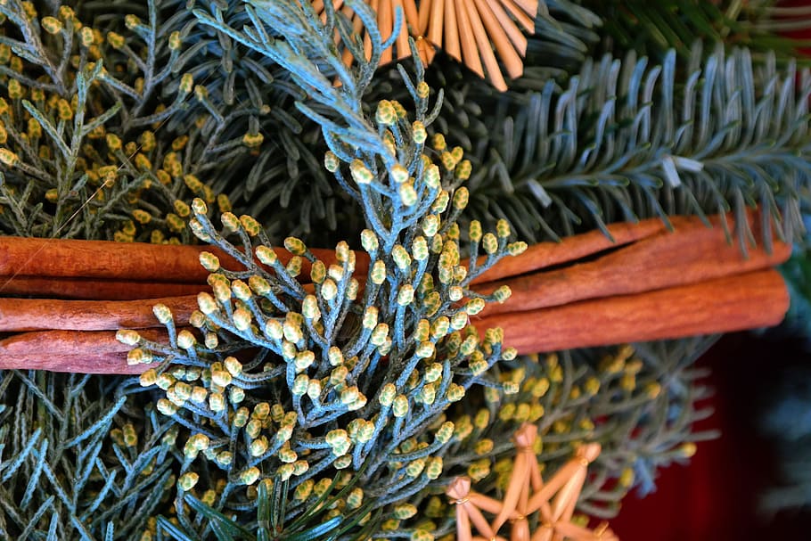 arrangement, advent wreath, Arrangement, Advent Wreath, cinnamon sticks, branches, holly, arizona cypress, cupressus arizonica, bud, cypress