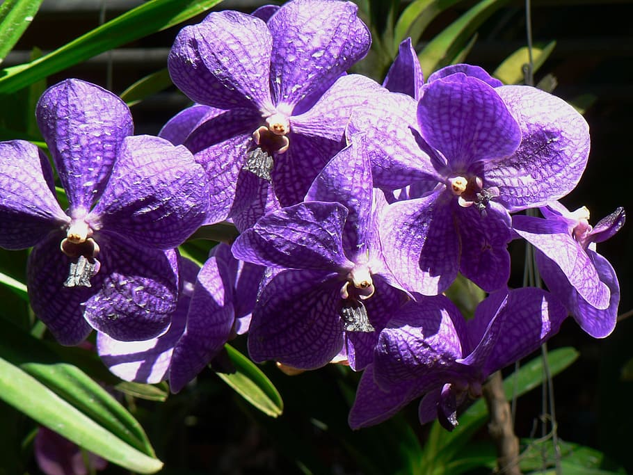 orquídeas, violeta, phalaenopsis, planta, flor, planta floreciendo, pétalo, púrpura, frescura, belleza en la naturaleza