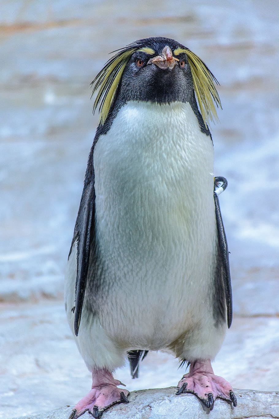 белый пингвин, пингвин, животное, птица, животный мир, зоопарк, билл, водная птица, фотография дикой природы, близко
