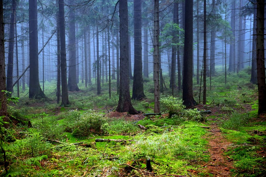 green, trees, dawn time, forest, tree, moss, the fog, branches, nature, the bushes