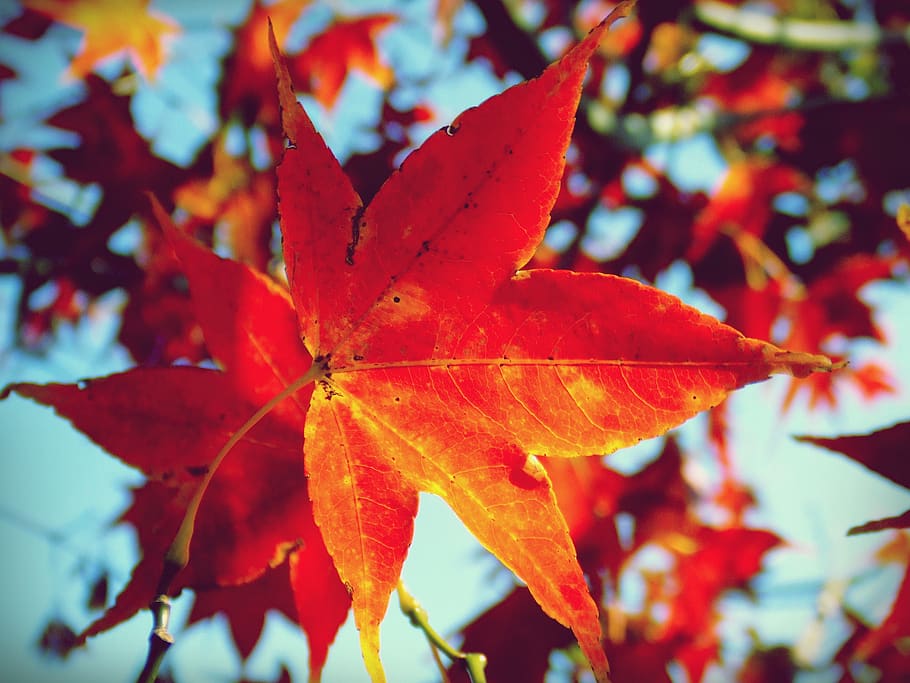 daun maple, daun, pohon, merah, oranye, musim gugur, bagian tanaman, perubahan, merapatkan, menanam