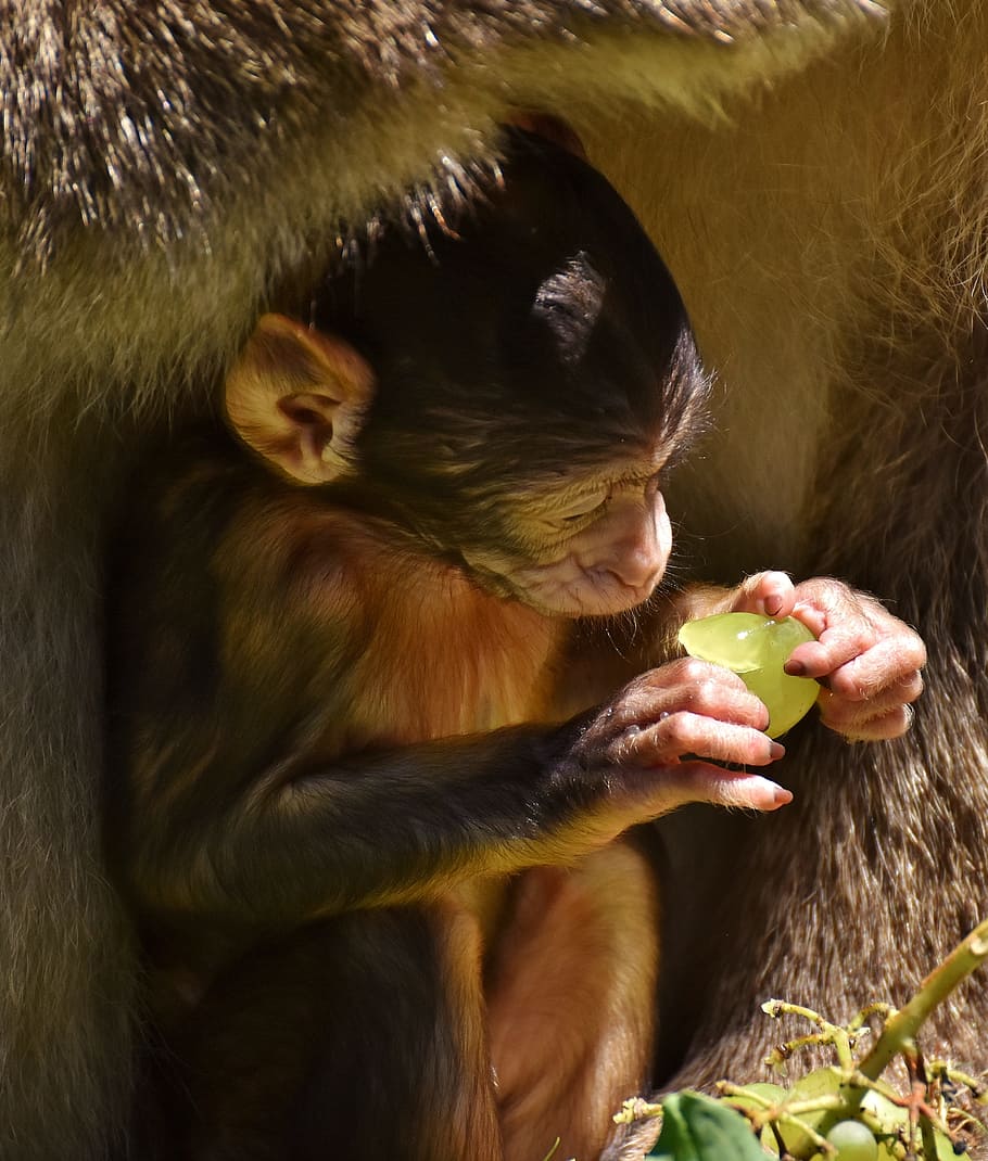 mono, mono bebé, comer, uva, mono barbary, especies en peligro de extinción, mono montaña salem, animal, animal salvaje, zoológico