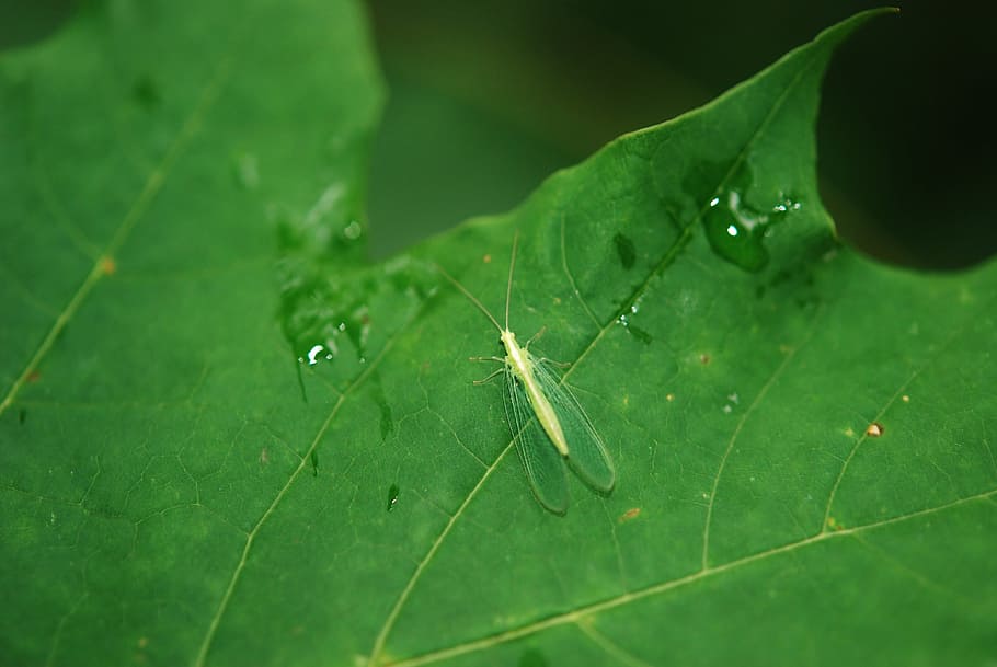 Lacewing, Insect, Fly, Antenna, Fauna, leaf, green, wet, nature, macro