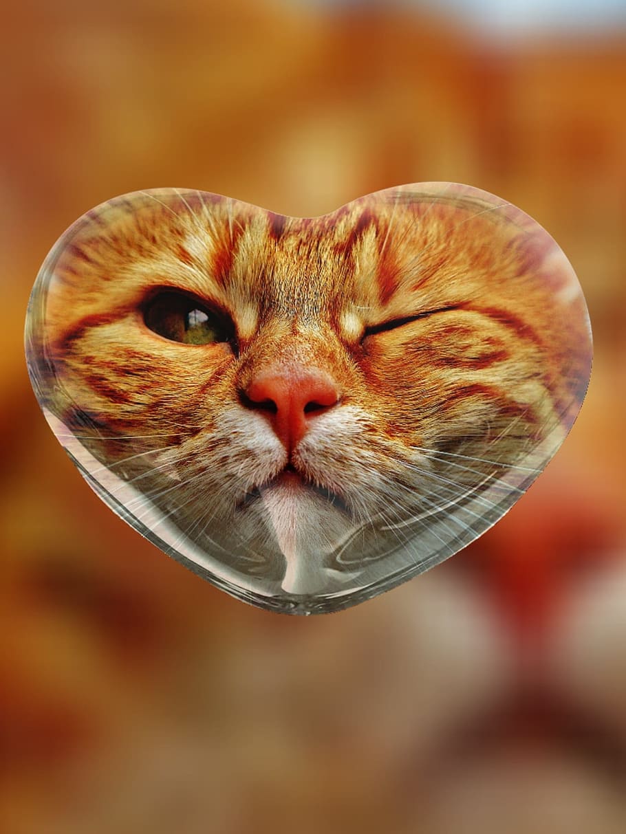 heart-shaped, orange, tabby, cat glass decor, Cat, Wink, Heart, Fur, Animal, funny