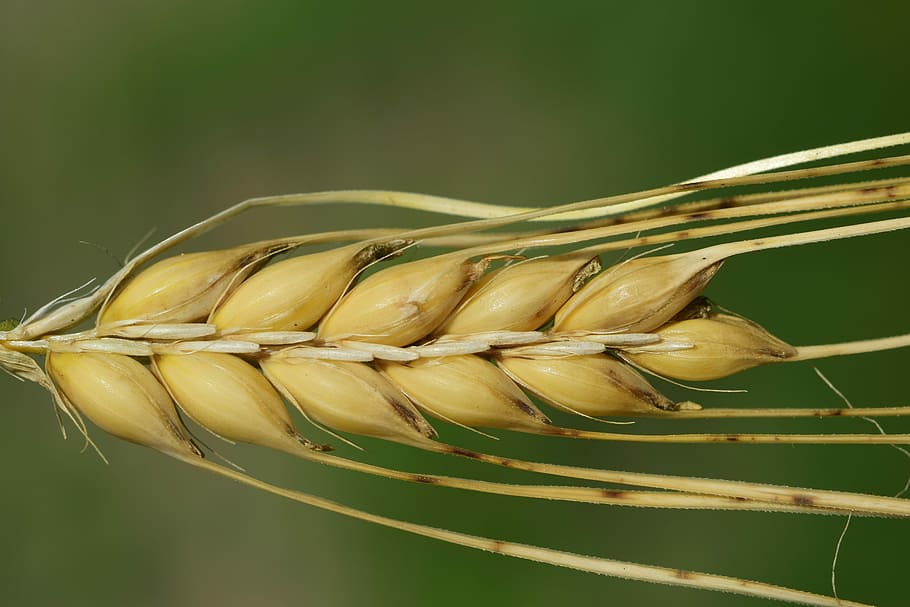 brown, plant, selective, focus photography, barley, ear, cereals, close, nature, summer