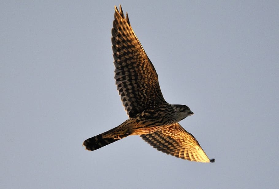 low, angle photography, brown, hawk, merlin, falcon, raptor, predator, flying, wildlife