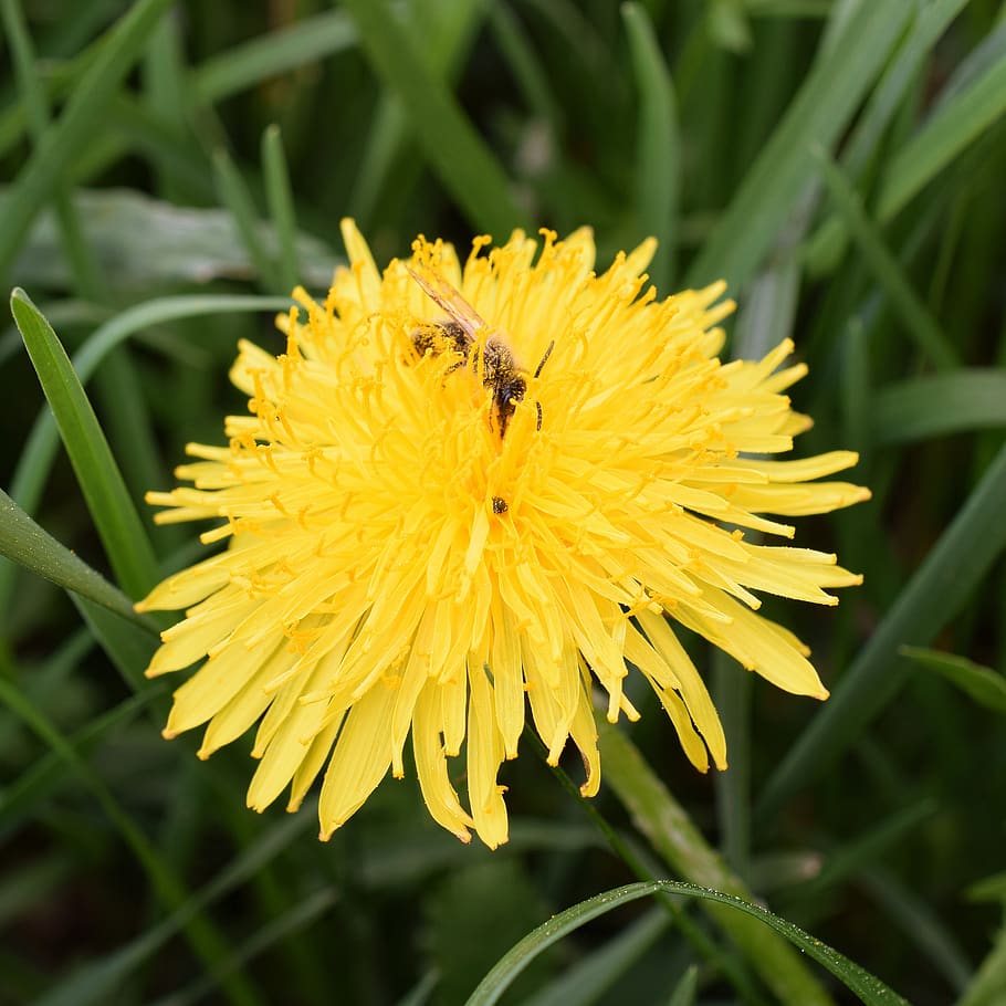 dandelion, bee, nectar, bee nectar, macro, close up, honey bee, pollen, spring, pollination
