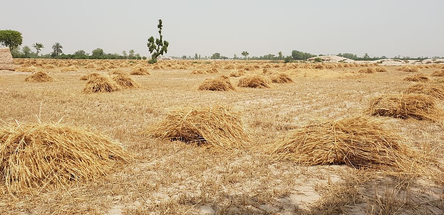 dry, nature, landscape, outdoors, grass, agriculture, rural scene, plant, field, sky