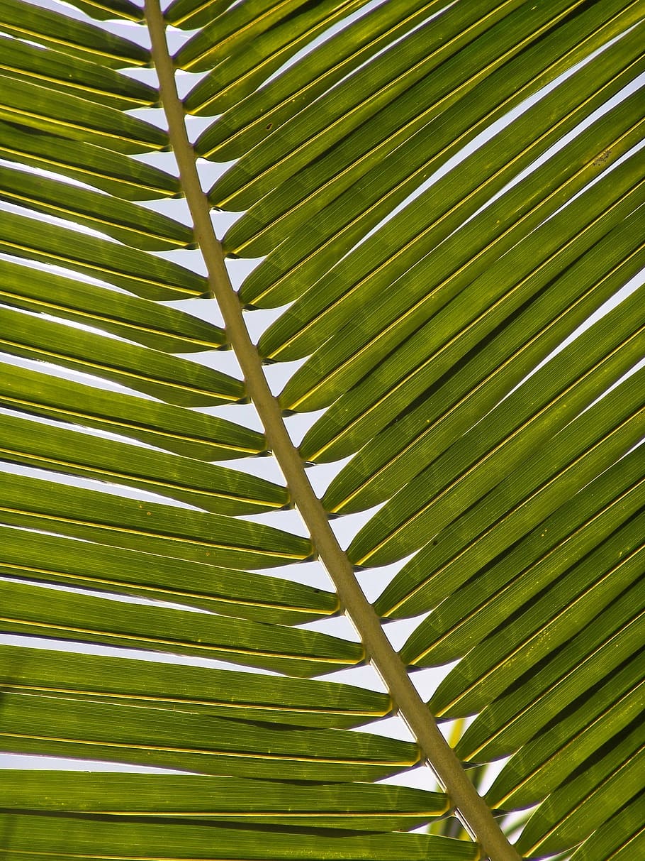 fotografia, verde, folha de palmeira, palma, fronda, folha, exótica, palmeira, frondes de palmeira, tropical