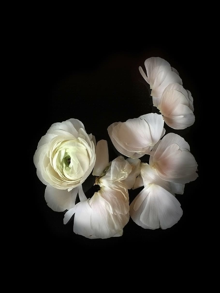 white flowers, ranunculus, flowers, white flower, spring, leaves, wilted, still life, flora, black background
