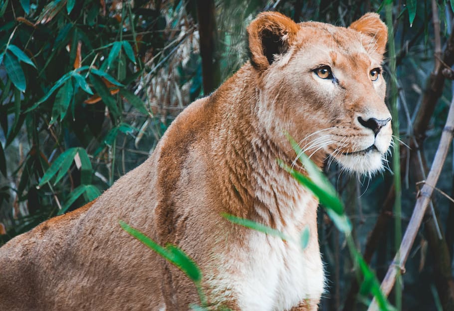fotografia de close-up, marrom, leoa, leão, animal, jardim zoológico, floresta, animais selvagens, verde, folha