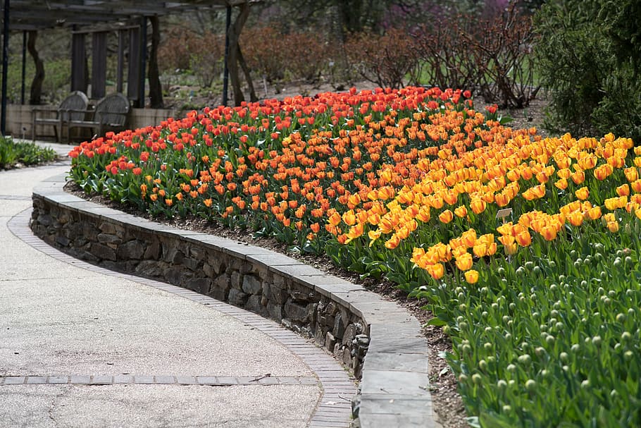 tulips, sherwood gardens, flowers, rainbow, plant, flower, flowering plant, beauty in nature, growth, nature