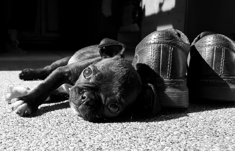 pug puppy, berbaring, di samping, sepatu kulit, pug, boston terrier, cute, puppy, relaxing, tema binatang