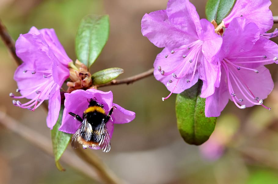 fotografi makro, bumble, lebah bertengger, bunga, hummel, serangga, penyerbukan, nektar, mekar, serbuk sari