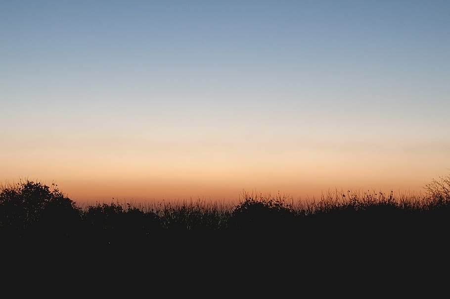 silhouette of grasses, grass, outdoor, sky, view, sunset, silhouette, nature, dusk, outdoors