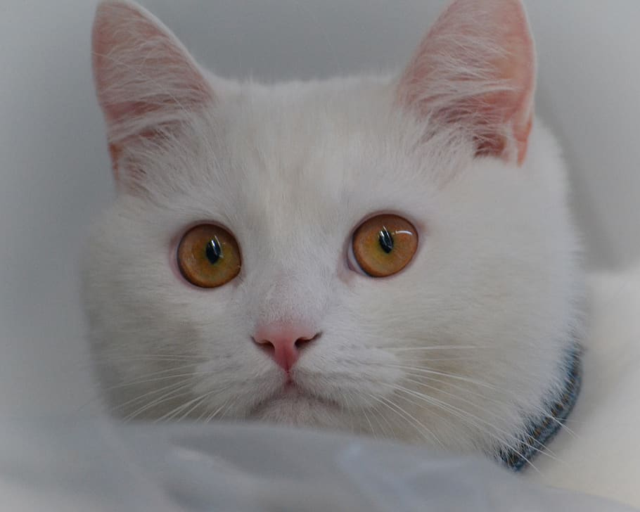 cat, white, kitten, view, cute, kittens, pet, cats, domestic, domestic cat