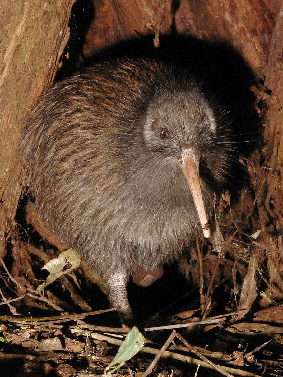 Kiwi aves más curiosas del mundo