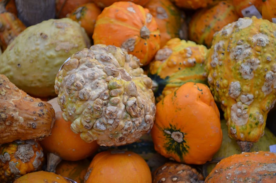 pumpkin, hokkaido, gourd, october, november, december, september, autumn, orange, green