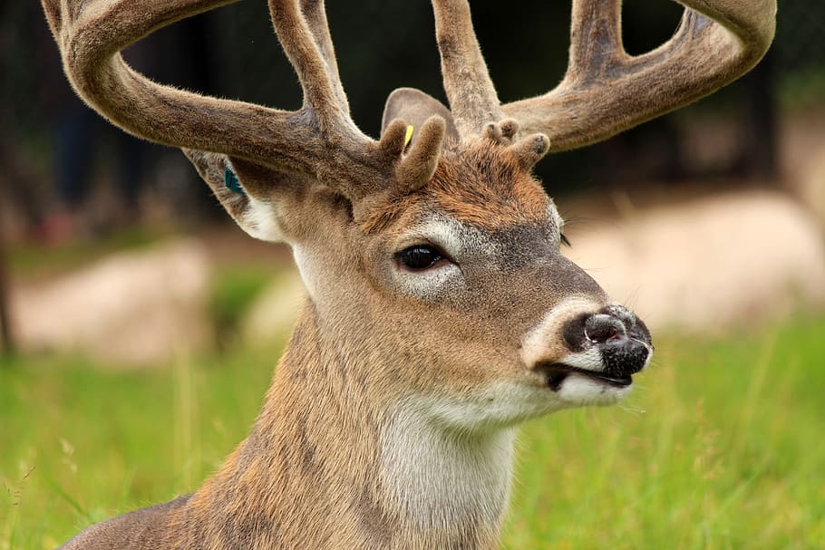 whitetail deer, mammal, deer, wildlife, whitetail, nature, buck, male, brown, hunting