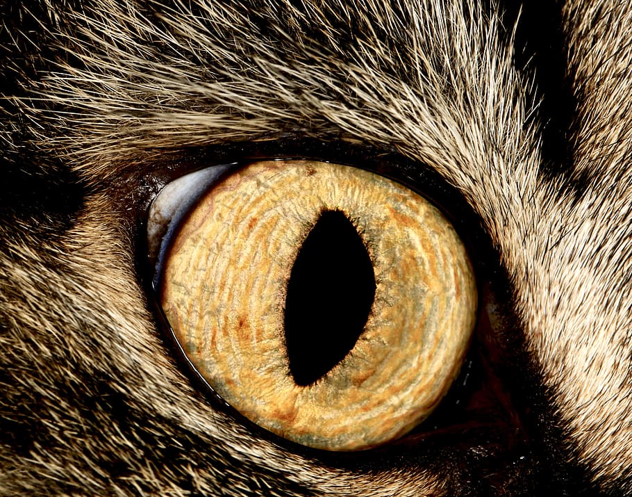 Ojo, Gato, Mirada, Pupila, Felino, Visión, Parte Del Cuerpo Animal, Un ...