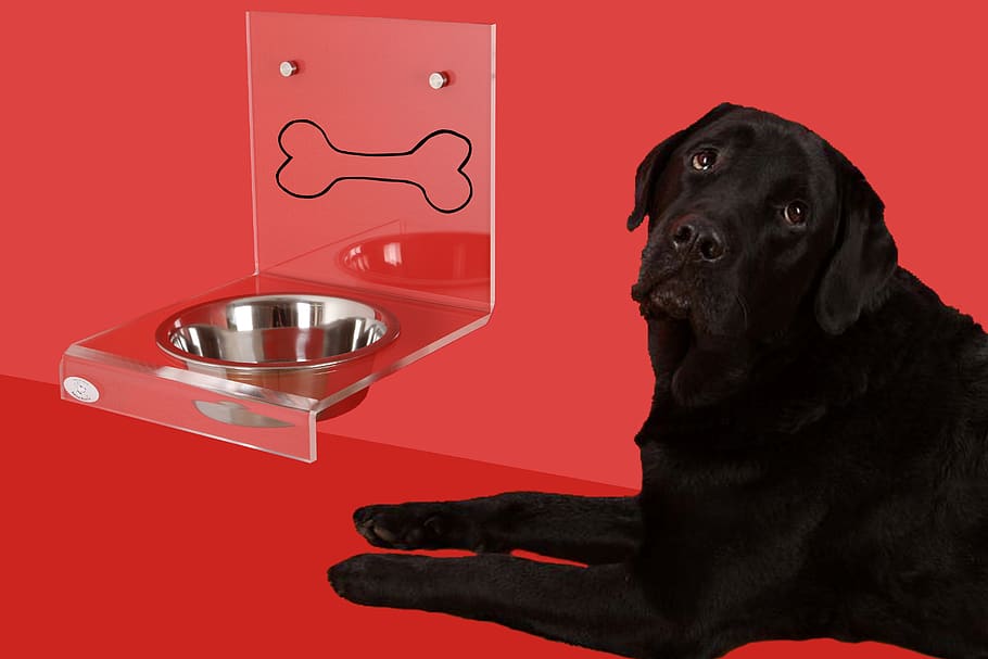 dog bowl, dog, labrador, bowl, dogbar, dog drinking, feeding, mammal, domestic, pets