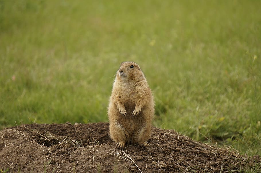 brown, beaver, standing, soil, black tailed prairie dog, wildlife, nature, wilderness, small, wild