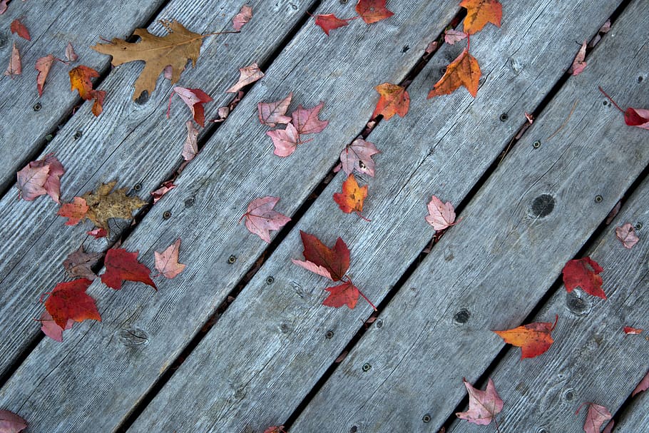 fall, leaves, wood, boards, woodgrain, foliage, autumn, nature, outdoors, texture