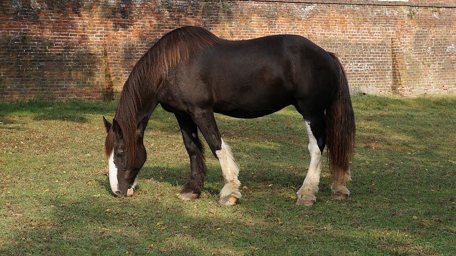 種牡馬 馬 マスタング 哺乳類 家畜 動物のテーマ 動物 ペット 草 フィールド Pxfuel