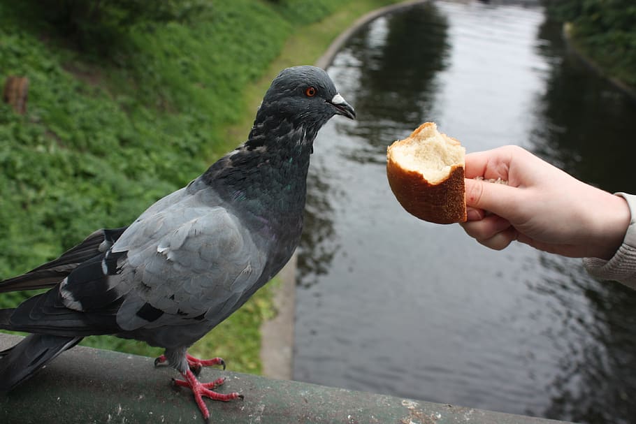 bird, dove, feed, bread, muffin, hand, blue grey pigeons, pigeons, the courtship, golubka